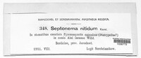 Septonema nitidum image